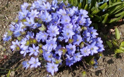 HEPATICA NOBILIS HERB.