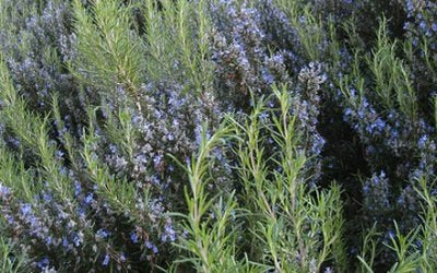 WILD ROSEMARY (LEDUM PALUSTRE)