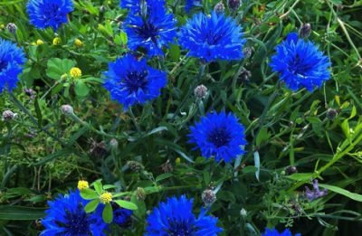 AMAZING PROPERTIES OF CORNFLOWER