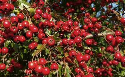 HAWTHORN (CRATAEGUS SANGUINEA PALL)