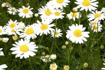 The Chamomile for Diathesis Treatment