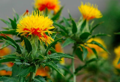 Safflower - Carthamus Tinctorius