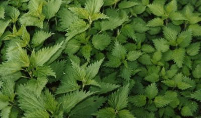 NETTLE (UTRICA DIOICA) and EUROPEAN DODDER