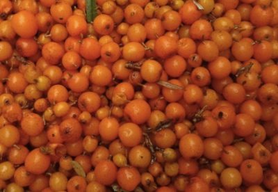 Benefits of the Sea Buckthorn Oil