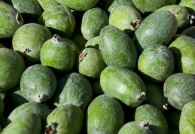 BENEFITS OF FEIJOA