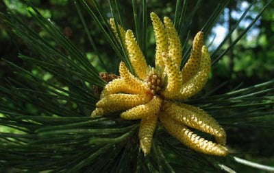 SCOTS PINE (PINUS SYLVESTRIS) BENEFITS and REMEDIES