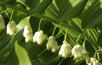 SOLOMON’S SEAL (POLYGONATUM ODORATUM)