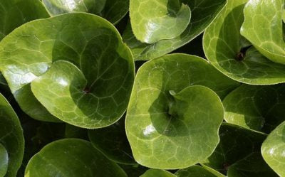 HAZELWORT (ASARUM EUROPAEUM)