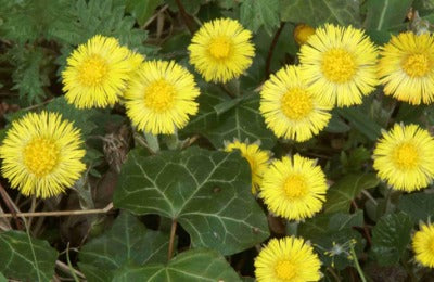 COLTSFOOT (TUSSILAGO FARFARA)