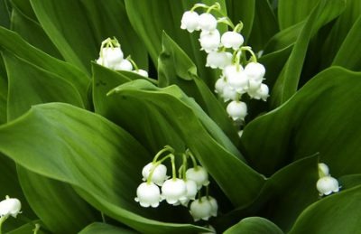 LILY OF THE VALLEY (CONVALLARIA MAJALIS)