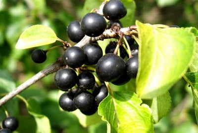 ALDER BUCKTHORN BARK - FRANGULA ALNUS MILL