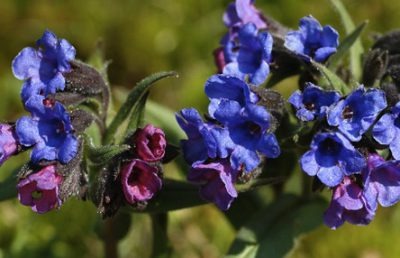 LUNGWORT (PULMONARIA)