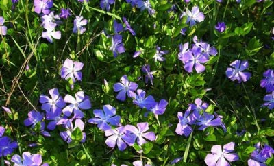 LESSER PERIWINKLE (VINCA MINOR)