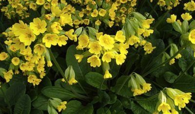 COWSLIP (PRIMULA VERIS)