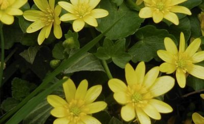 CELANDINE (CHELIDONIUM MAJUS)