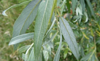 WHITE WILLOW (SALIX ALBA)