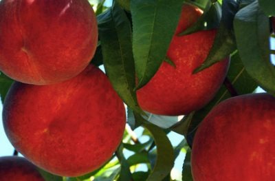 AMAZING BENEFITS OF PEACHES – Wellbeing Herbs