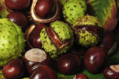 HORSE CHESTNUT (AESCULUS HYPPOCASTANUM)