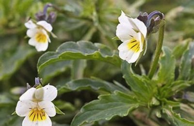 FIELD PANSY (VIOLA ARVENSIS)